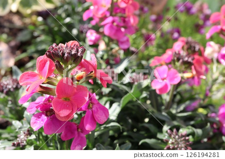Pink erysimum flower Pink erysimum flower 126194281