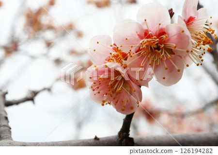 Pale pink plum blossoms, Uguisu-shuku Pale pink plum blossoms, Uguisu-shuku 126194282