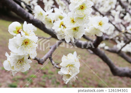 白梅花 白梅花 126194301