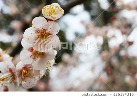 Jinshin Jinshin 126194316