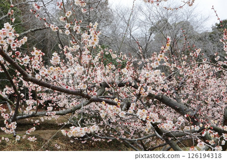 Pale pink plum blossoms, Uguisu-shuku Pale pink plum blossoms, Uguisu-shuku 126194318