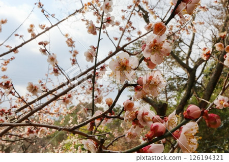 Pale pink plum blossoms, Uguisu-shuku 126194321