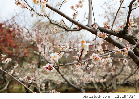 Pale pink plum blossoms, Uguisu-shuku Pale pink plum blossoms, Uguisu-shuku 126194324