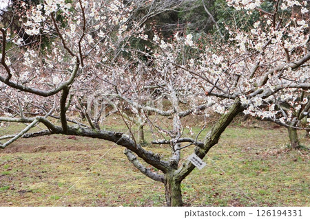 White plum blossoms Kaga Jizo 126194331
