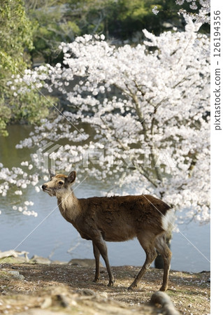 Cherry blossoms and deer 126194356