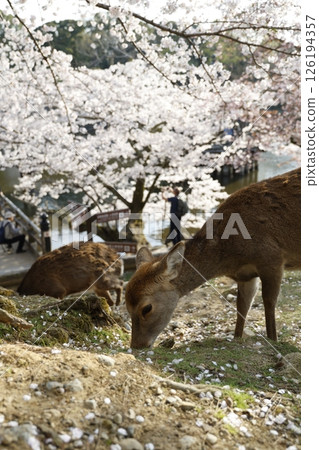 Deer and cherry blossoms 126194357