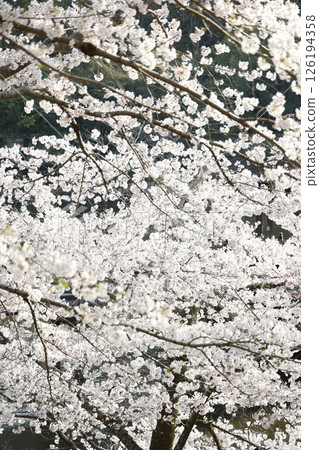Cherry Blossoms	 126194358