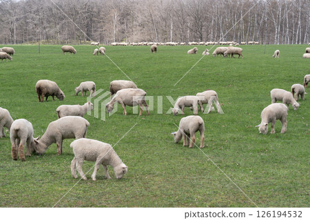 Spring on a sheep farm Spring on a sheep farm 126194532
