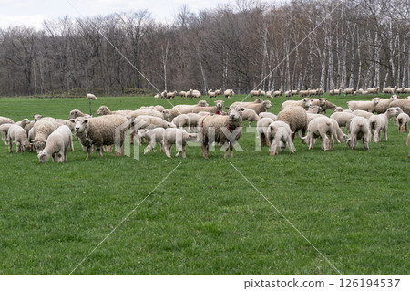 養羊場的春天 126194537