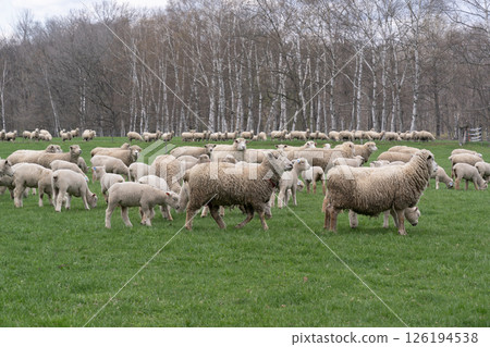 養羊場的春天 養羊場的春天 126194538
