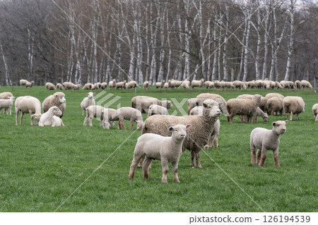 Spring on a sheep farm Spring on a sheep farm 126194539