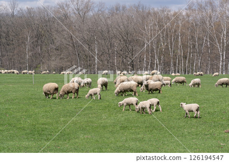 Spring on a sheep farm 126194547