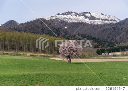 Land of a single cherry tree Land of a single cherry tree 126194647
