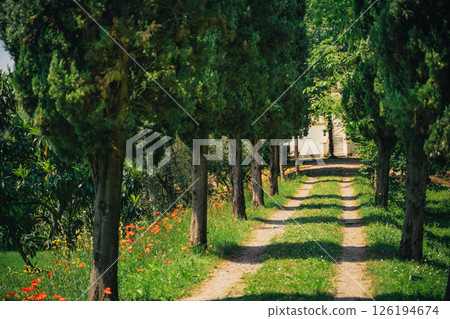 Idyllic Tree-Lined Pathway in Lush Greenery Idyllic Tree-Lined Pathway in Lush Greenery 126194674