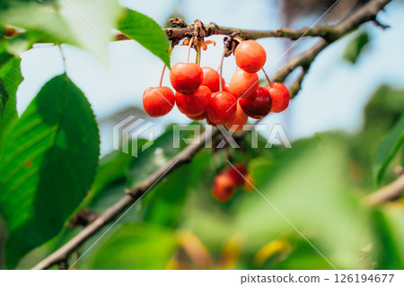 Ripe Red Cherries on Tree Branch with Green Leaves Ripe Red Cherries on Tree Branch with Green Leaves 126194677