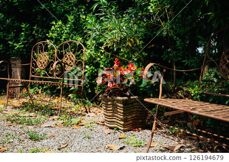 Rustic Garden Chairs and Flower Pot in Sunlit Garden Rustic Garden Chairs and Flower Pot in Sunlit Garden 126194679