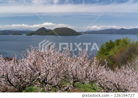The plum garden in full bloom at Sobetsu Park The plum garden in full bloom at Sobetsu Park 126194727
