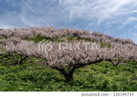 壯麗公園梅園盛開 126194734