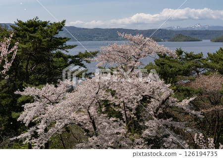 壯麗公園梅園盛開 126194735