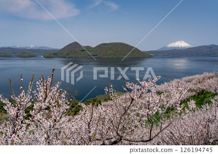The plum garden in full bloom at Sobetsu Park The plum garden in full bloom at Sobetsu Park 126194745