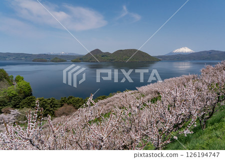 The plum garden in full bloom at Sobetsu Park The plum garden in full bloom at Sobetsu Park 126194747