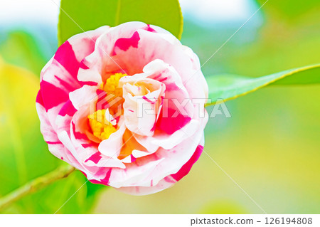 Flowers around the house, various in the four seasons. In early spring, beautiful red and white striped camellia flowers bloomed in the shade of the trees in the garden. 126194808