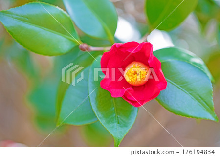 Flowers around the house, various in each season. The red camellia flowers decorate the winter woods and garden hedges. 126194834