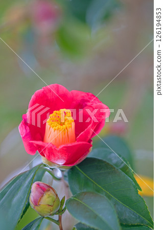 Flowers around the house, various in each season. The red camellia flowers decorate the winter woods and garden hedges. 126194853