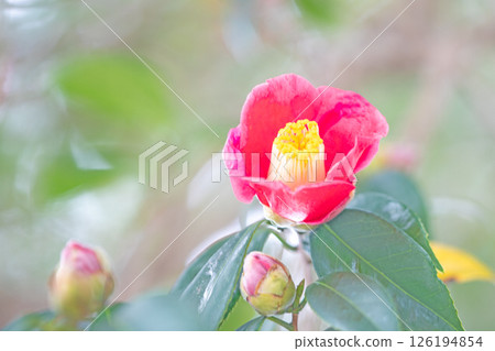 Flowers around the house, various in each season. The red camellia flowers decorate the winter woods and garden hedges. 126194854