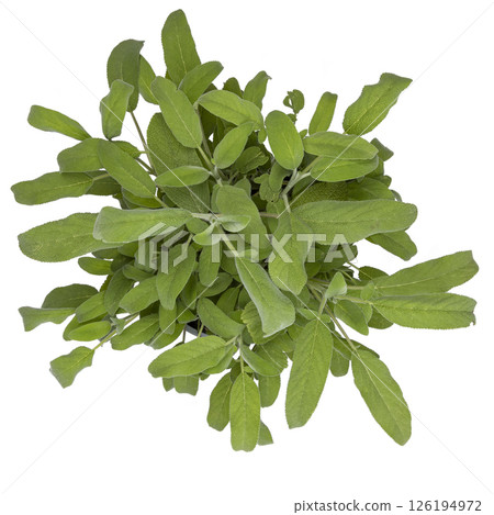 Salvia officinalis on white background 126194972