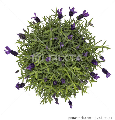 Lavandula stoechas on white background 126194975