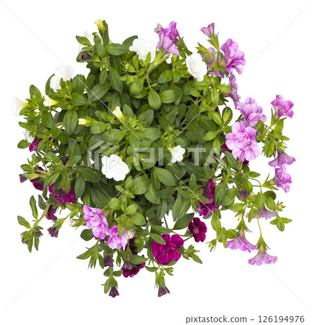 Calibrachoa tricolor on white background Calibrachoa tricolor on white background 126194976