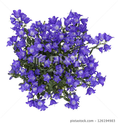 Campanula Spring Bell on white background 126194983