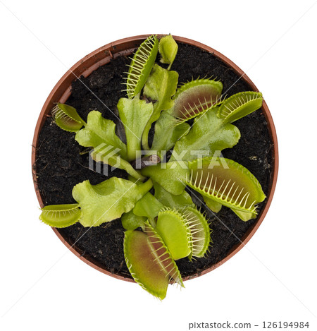 Venus flytrap on white background 126194984