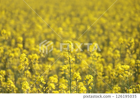 強姦開花 強姦開花 126195035