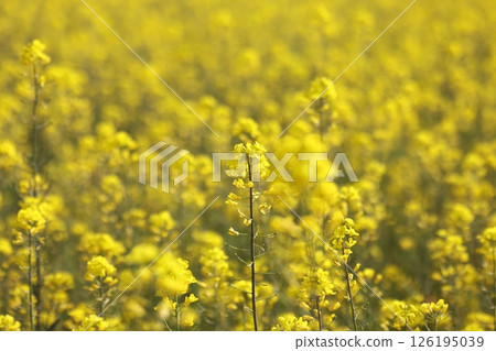 強姦開花 強姦開花 126195039