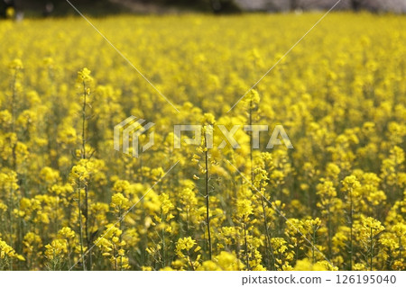 強姦開花 強姦開花 126195040