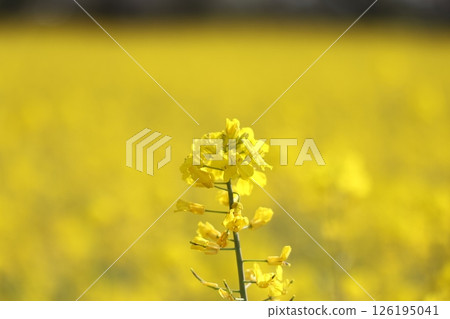 強姦開花 強姦開花 126195041