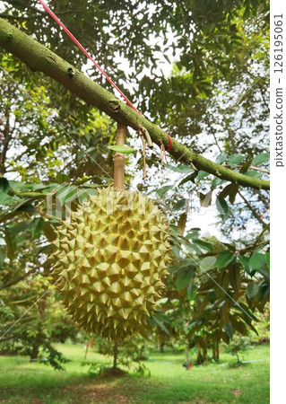 Close up of durians hanging  126195061
