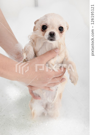 Pomeranian Spitz takes a bath with soapy water Pomeranian Spitz takes a bath with soapy water 126195121