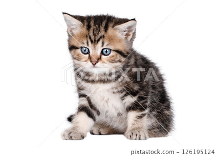 cute little brown kitten isolated cute little brown kitten isolated 126195124