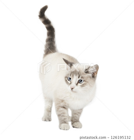 gray cat on isolated white background 126195132