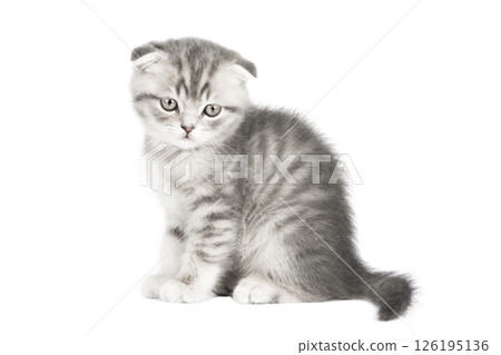 gray cat on isolated white background 126195136