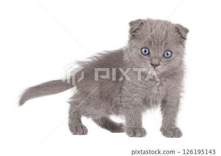 gray cat on isolated white background gray cat on isolated white background 126195143