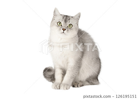 gray cat on isolated white background 126195151