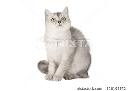 gray cat on isolated white background 126195152