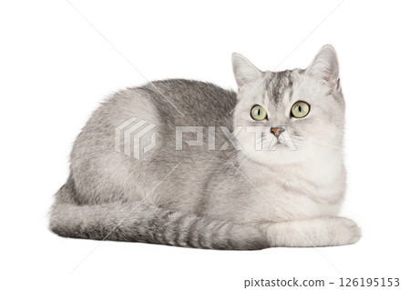 gray cat on isolated white background 126195153