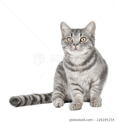 gray cat on isolated white background gray cat on isolated white background 126195154