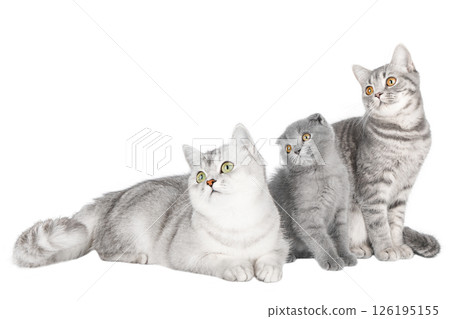 gray cat on isolated white background gray cat on isolated white background 126195155