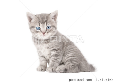 gray cat on isolated white background 126195162